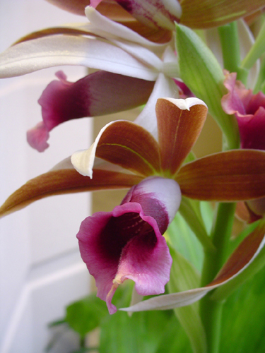 usbg orchid