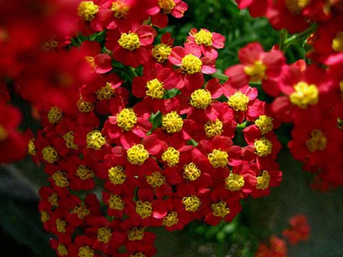 low maintenance perrenial