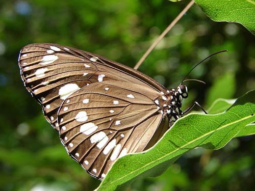 butterfly garden