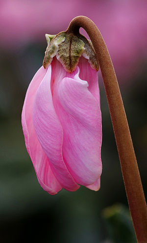 cyclamen