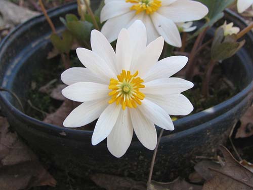 potting soil and flower