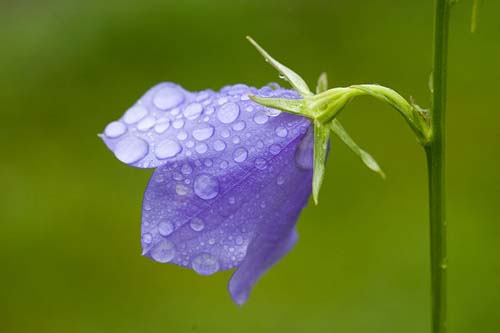 beautiful purple flower