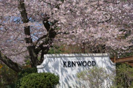 kenwood cherry blossoms