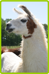 homestead gardens llama