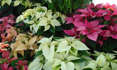 homestead gardens poinsettia