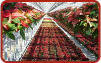 homestead gardens poinsettias