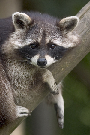 racoon garden pest