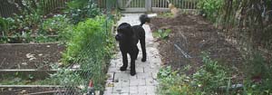 skippy's vegetable garden