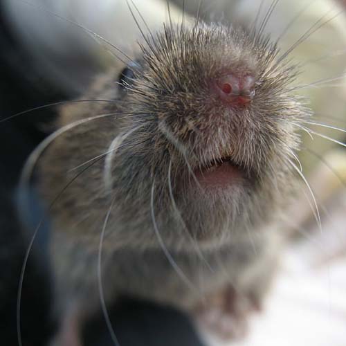 garden pest vole