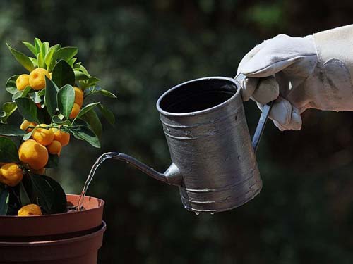 garden and gardening