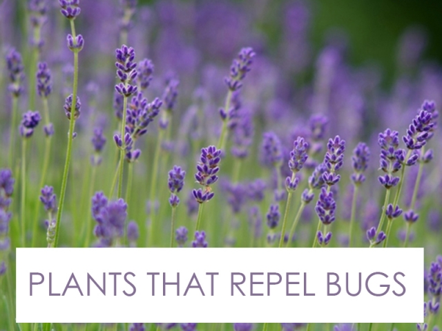 Landscape Designer Specializing in Plants that Repel Bugs