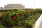 Green Roofs: Helpful Tips for Picking the Best Design for Your Home | Northern Virginia