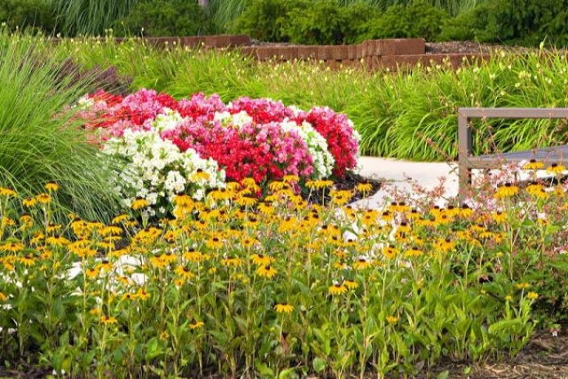 Northern Virginia Landscaping | Begonias and Black Eyed Susans