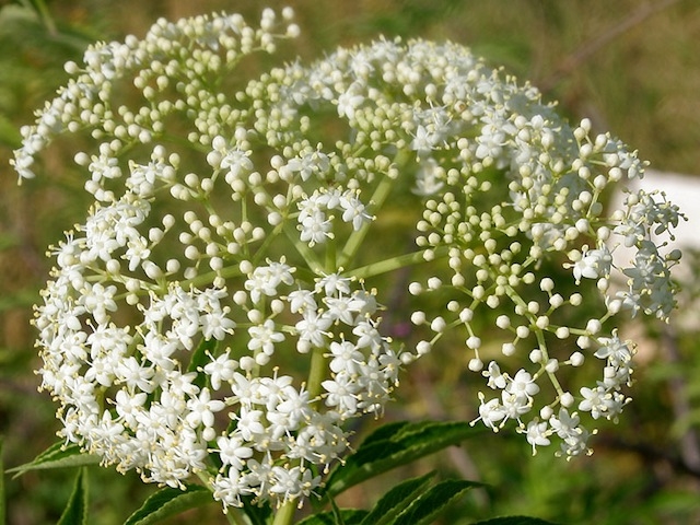 Elderflowers and Elderberries Make for Delicious Treats