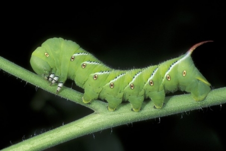 Beware the Devilish Tomato Hornworm