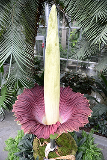 Corpse Flower Rises Again in Washington DC